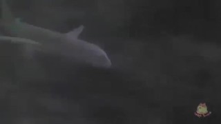 Ricardo Milo’s saves gnomes from a disaster