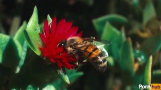 STRIPED MISTRESS SPANKS NAUGHTY SUN ROSE