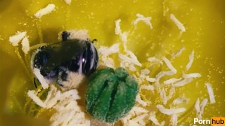 Pollen squirter gets raided by exotic explorer